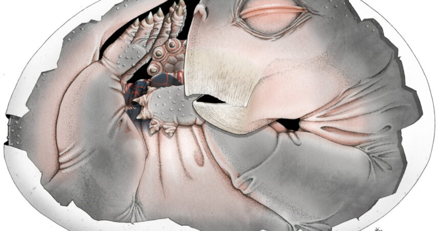 stramosii mamiferelor depuneau intr adevar oua descoperirea facuta cu ajutorul unui supermicroscop 69dab404018bc