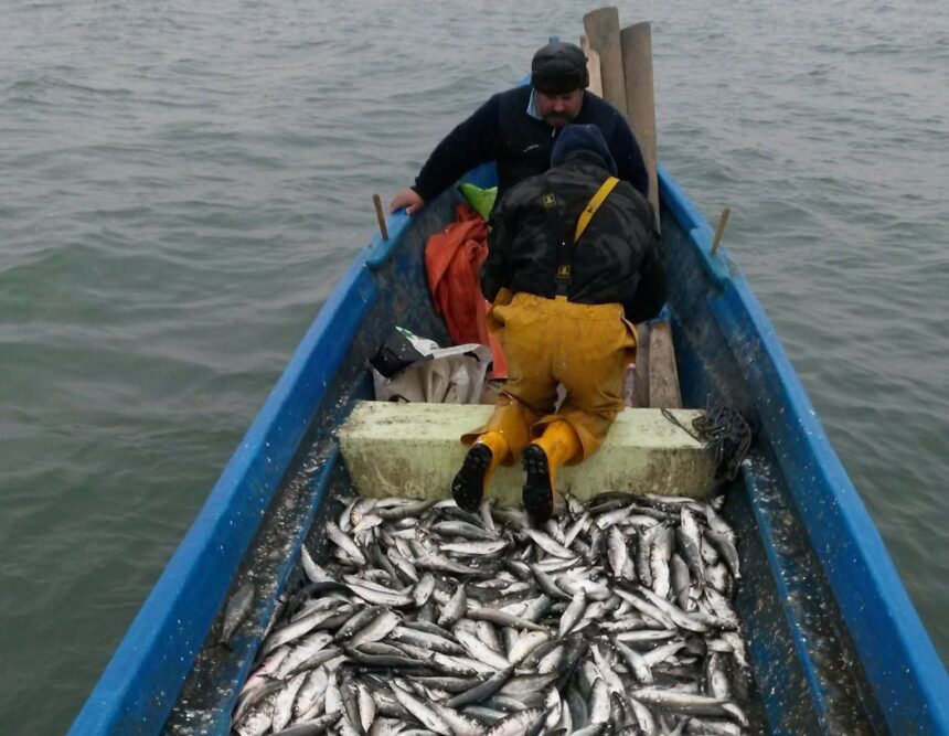 tulcea de astazi se incheie prohibitia la scrumbie arbdd vine cu precizari 69d8a2f8e172b