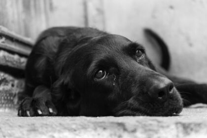 ue introduce primele reguli pentru animalele de companie fara lant mutilare si inmultire fara drept 69f218d83681f