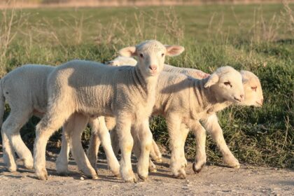 un centru temporar de sacrificare a animalelor a fost autorizat in seimeni de dsvsa constanta 69d7c204a9ab4