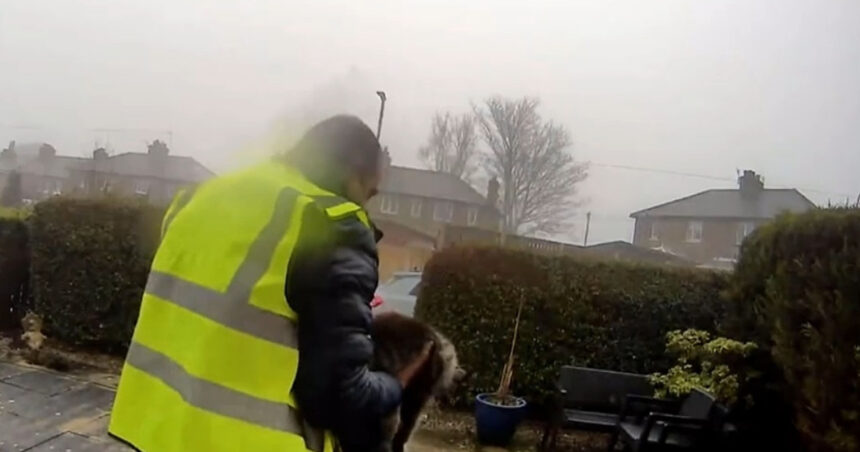 un roman din marea britanie risca sa stea cinci ani in inchisoare pentru ca a furat o pisica 69cce6c2009b0