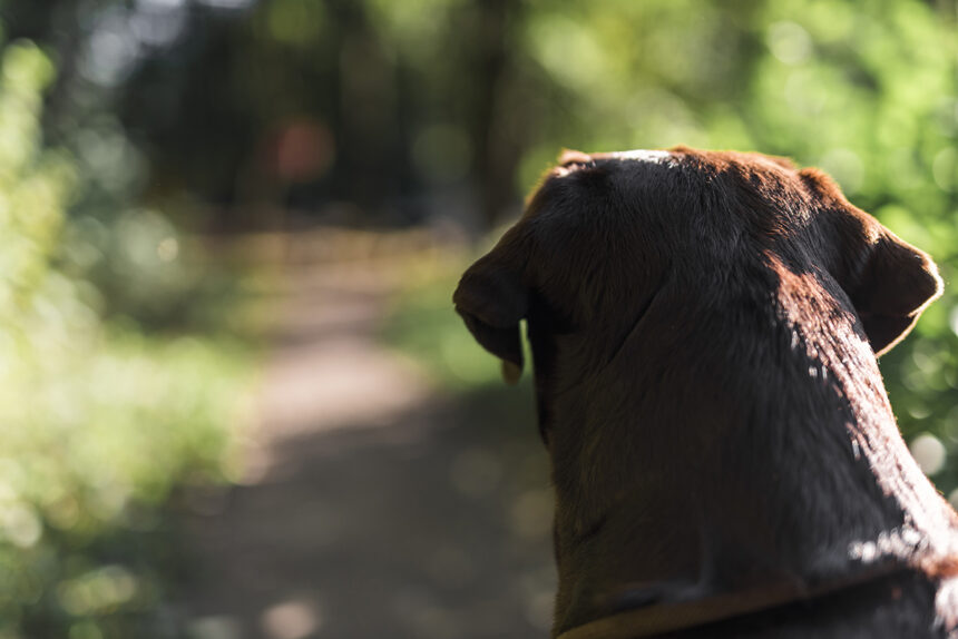 video barbati retinuti dupa ce au legat un catel de un pom si l au abandonat animalul a murit 69d7586b4e16c