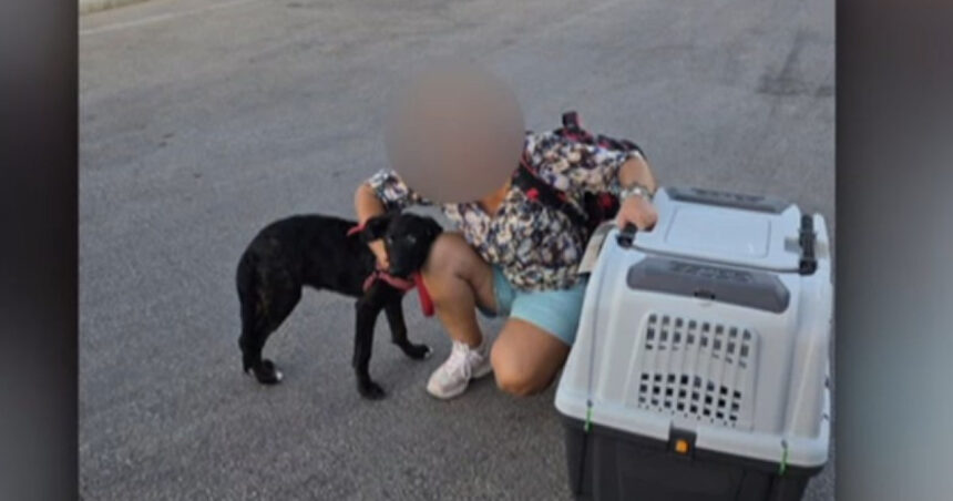 video ce s a intamplat cu caelya catelusa batuta cu bestialitate pe o strada din bucuresti agresorul a fost condamnat la inchisoare 69d0ecd65d8fa