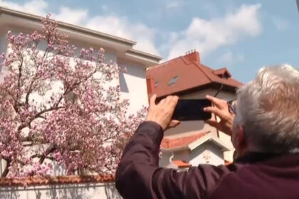 video explozie de culori pe strazile din capitala unde se afla cele mai spectaculoase magnolii din bucuresti 69d13a31cbfb3