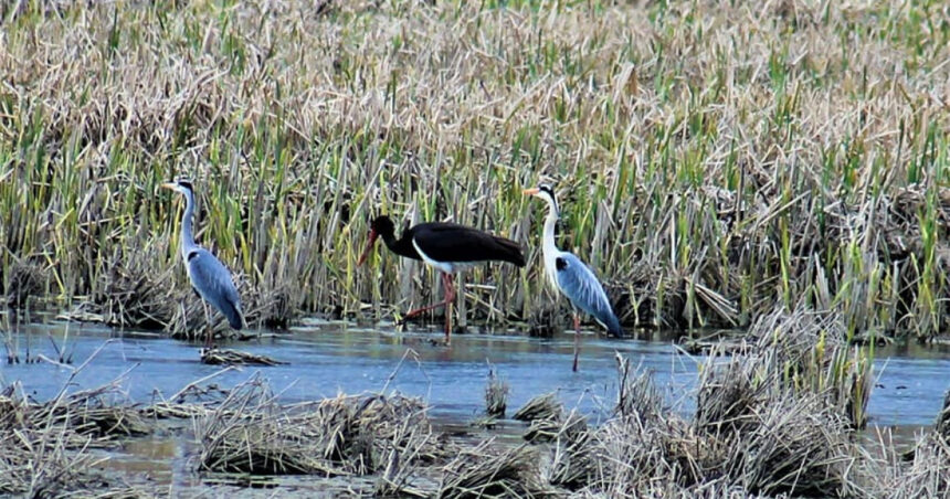 video guvernul trebuie sa stabileasca pana in august noi arii naturale protejate si zone pentru biodiversitate masura este prevazuta in pnrr 69cfeabcabff3