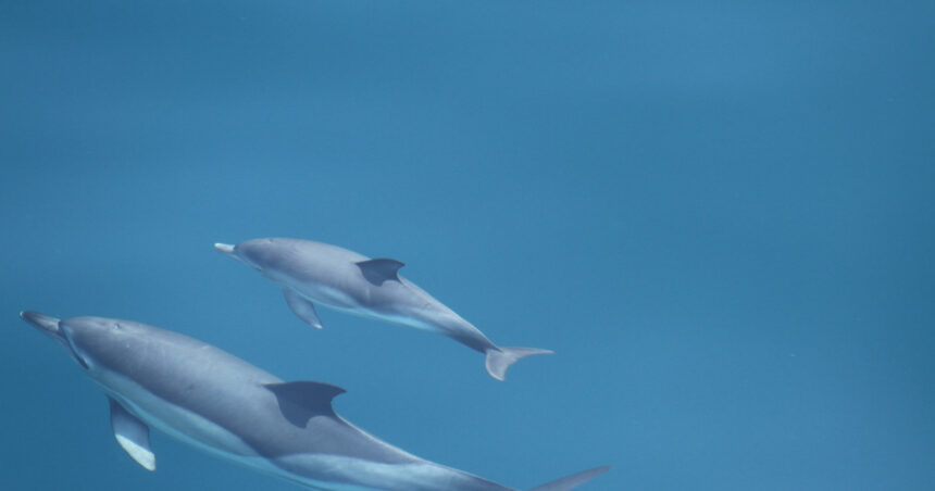 video interventie in marea neagra delfini rechin si sturioni salvati din plasele braconierilor 69eddfc35e969