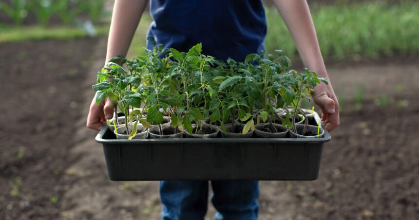 video rasadurile de rosii la mare cautare in aceasta perioada care sunt soiurile vedeta printre legumicultori nu le muncesti degeaba 69d4941a85886