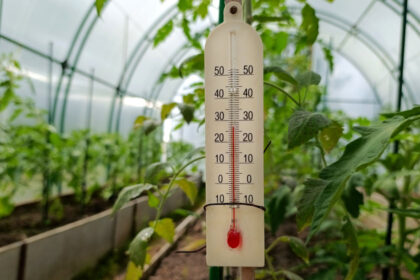 video rasadurile in pericol din cauza diferentelor mari de temperatura de la zi la noapte cum incearca legumicultorii sa salveze productia 69e06e006da33