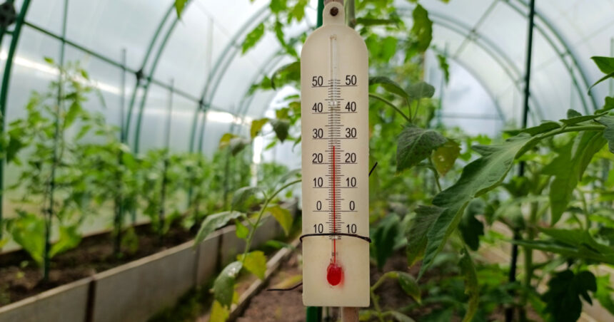 video rasadurile in pericol din cauza diferentelor mari de temperatura de la zi la noapte cum incearca legumicultorii sa salveze productia 69e06e006da33