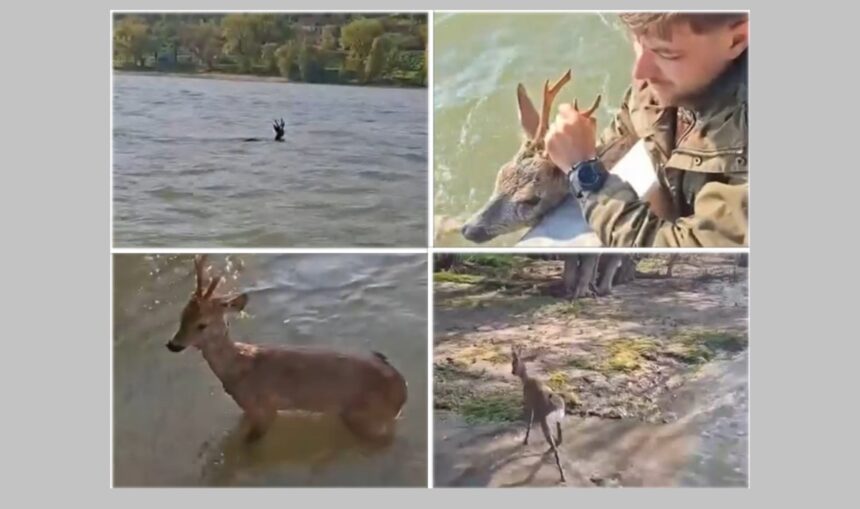 video salvare neobisnuita pe dunare un mic cerb scos din apele repezi de echipa de monitorizare a incdpm 69e4e6a05e340