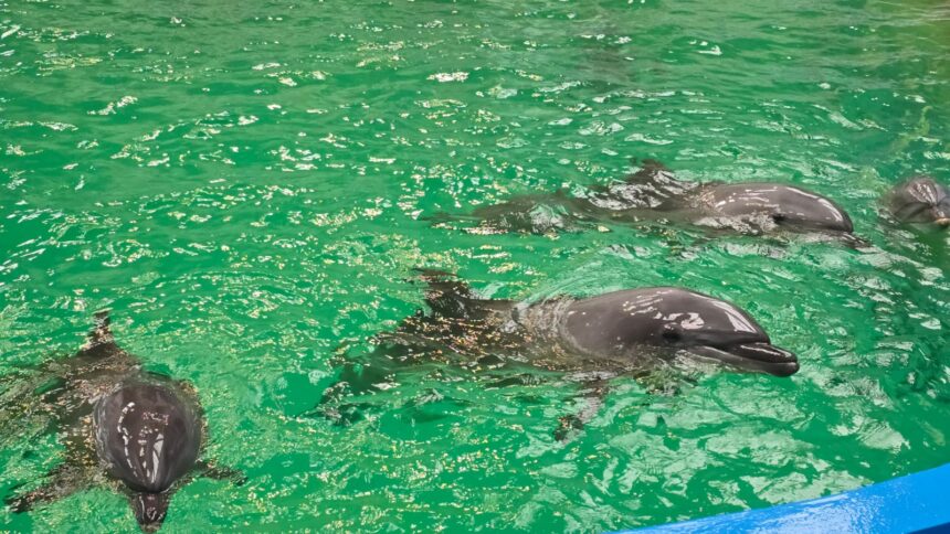 video se cauta in continuare delfini pentru a fi adusi la constanta spectacolele continua la delfinariu cu protagonisti ucraineni 69e754cc151ad