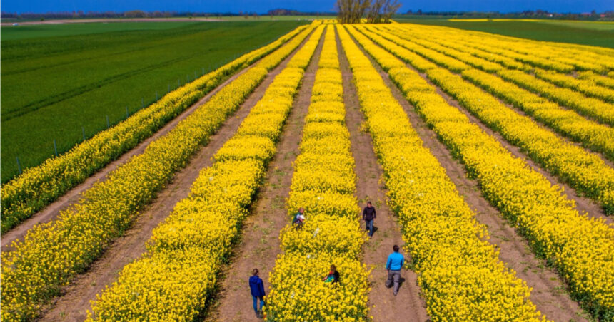 video tensiunile dintre sua si iran agita pietele agricole cezar gheorghe expert romania nu risca penurie alimentara 69db742c4fbaa
