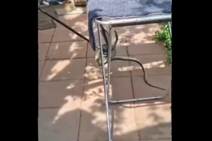 video un sarpe lung de 2 metri a fost descoperit in casa unei femei din judetul galati proprietara a sunat la 112 69e64b5166547