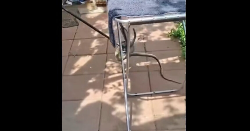 video un sarpe lung de 2 metri a fost descoperit in casa unei femei din judetul galati proprietara a sunat la 112 69e64b5166547