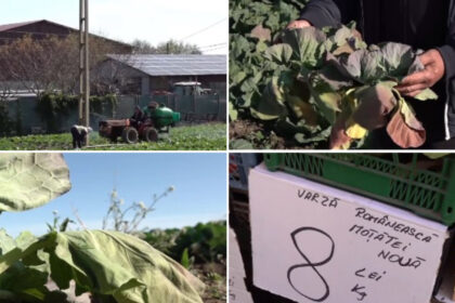 video varza de primavara compromisa de vreme cum arata acum culturile din dolj ramanem iar cu ea pe camp 69ec599f9f735