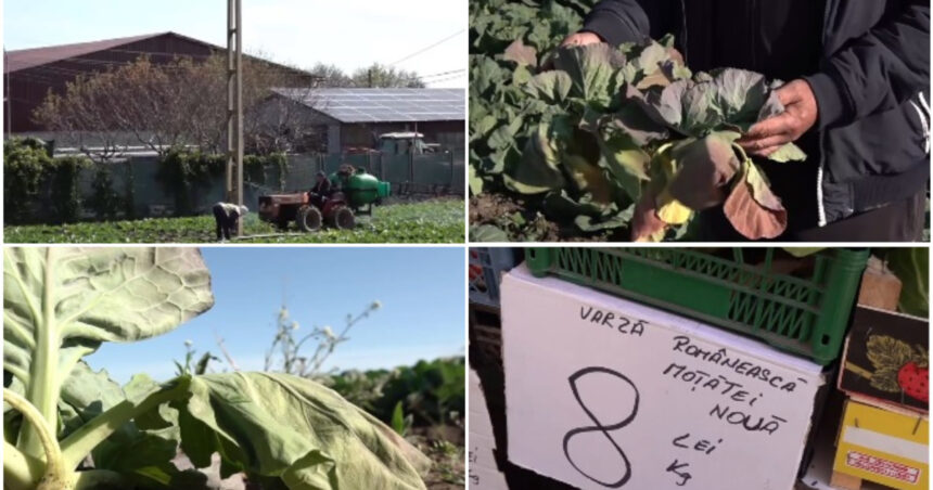 video varza de primavara compromisa de vreme cum arata acum culturile din dolj ramanem iar cu ea pe camp 69ec599f9f735