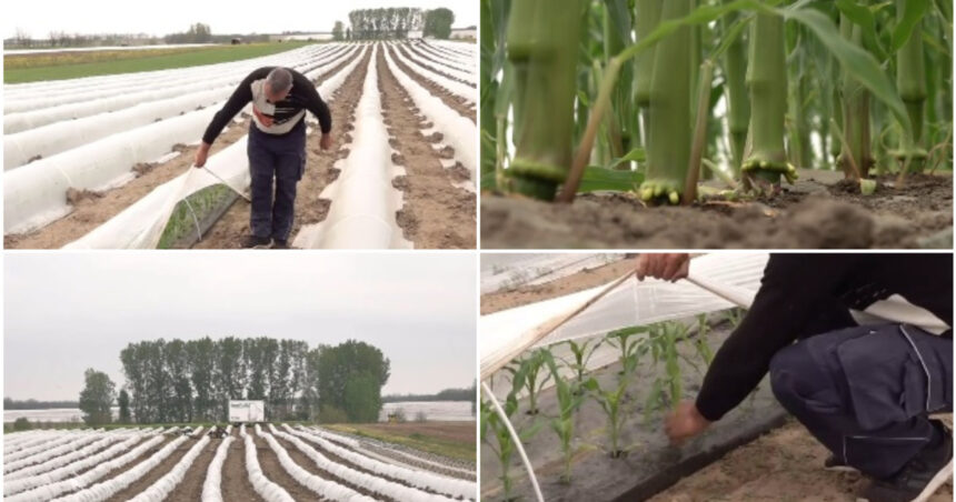 video vremea capricioasa schimba agricultura din romania cu ce au inlocuit fermierii din oltenia culturile de rosii si pepeni din alti ani 69f04002aa2a5