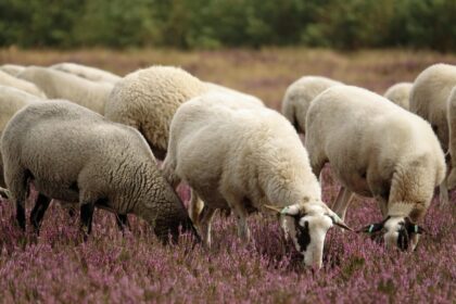 apia a acordat sprijin financiar de peste 15 milioane de lei pentru crescatorii de animale 6a0d62772232e