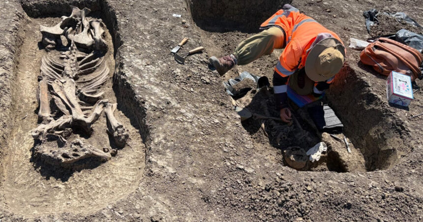 descoperire arheologica pe santierul centurii timisoara vest razboinic ingropat alaturi de calul sau si de artefacte pretioase 69fad3110cebb