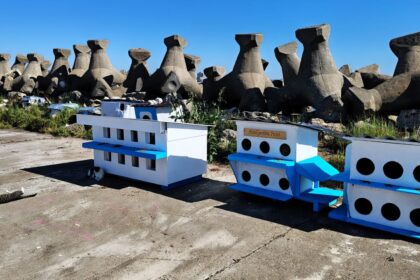 foto video casute de senzatie pentru pisicutele de pe digul din mangalia apel pentru construirea unui nou aapost 69f72db448f2f