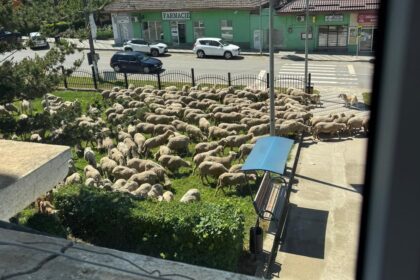 foto video situatie comico tragica in baneasa peste 100 de oi au fost lasate in fata primariei au mancat si acum dorm 6a198342a25dd