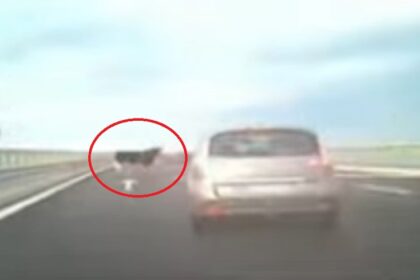 pericol pe autostrada o vaca ratacita da fiori soferilor pe drumul de mare viteza martorii spun ca erau mai multe 6a1323737a79c