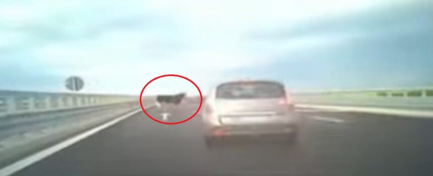 pericol pe autostrada o vaca ratacita da fiori soferilor pe drumul de mare viteza martorii spun ca erau mai multe 6a1323737a79c