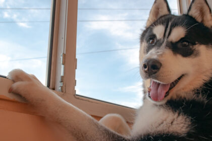un barbat din suceava a fost condamnat la inchisoare dupa ce a ucis cu sange rece un caine husky 69f7562a8f4c6
