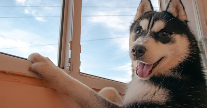 un barbat din suceava a fost condamnat la inchisoare dupa ce a ucis cu sange rece un caine husky 69f7562a8f4c6