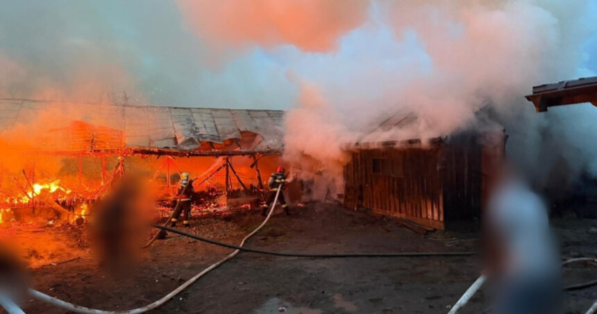 un incendiu violent a cuprins doua adaposturi de animale intr o localitate din suceava 69fd01fbd2a38