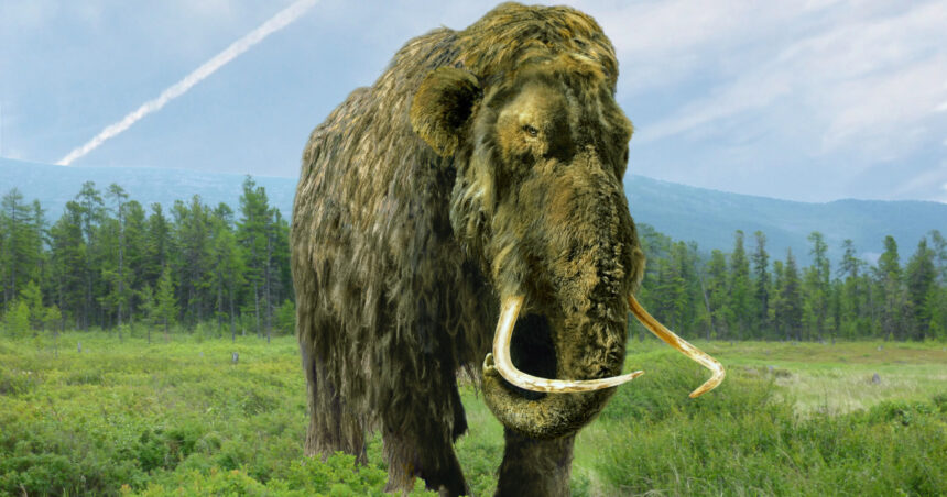 un mamut pastrat timp de 70 de ani intr un muzeu s a dovedit a fi cu totul altceva ce animal era de fapt 6a1c97f418cb8