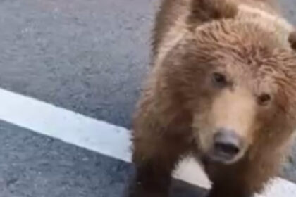 urs vazut pe bulevardul ferdinand din sinaia a fost emis mesaj ro alert 6a189c8e327e3