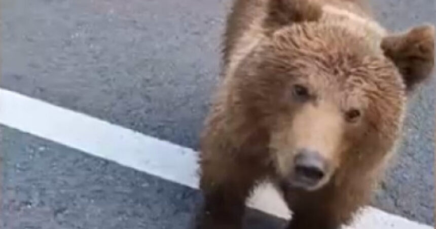 urs vazut pe bulevardul ferdinand din sinaia a fost emis mesaj ro alert 6a189c8e327e3