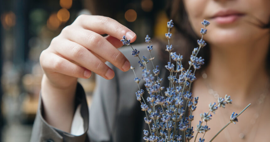 video afaceri profitabile cu miros si aroma de lavanda cum a reusit planta decorativa sa devina astazi ingredient in prajituri si cosmetice 6a00122153391