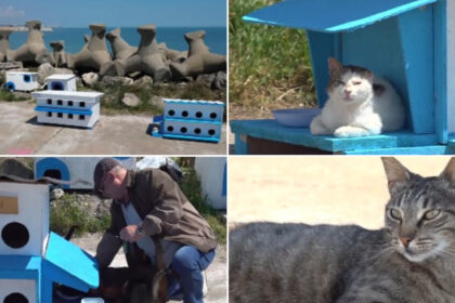 video faleza pisicilor noua atractie turistica pe litoral statiunea de la malul marii unde felinele abandonate au propria lor comunitate 6a1279ee147b3