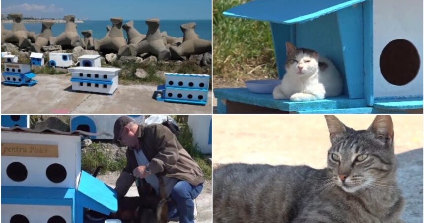 video faleza pisicilor noua atractie turistica pe litoral statiunea de la malul marii unde felinele abandonate au propria lor comunitate 6a1279ee147b3