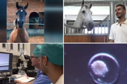 video fertilizare in vivo si mame surogat pentru a obtine cai pursange arabi tehnica studiata la iasi este aplicata cu succes in israel 6a12950bc92fc