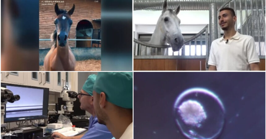 video fertilizare in vivo si mame surogat pentru a obtine cai pursange arabi tehnica studiata la iasi este aplicata cu succes in israel 6a12950bc92fc