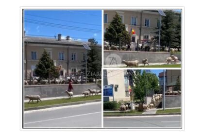 video imagini incredibile peste 400 de oi aduse la primaria baneasa in curte pe scari ce spun primarul eleonor blagan si proprietarul ovinelor 6a198d52195e5