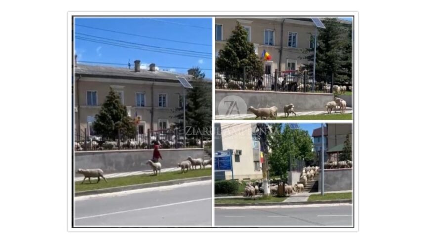 video imagini incredibile peste 400 de oi aduse la primaria baneasa in curte pe scari ce spun primarul eleonor blagan si proprietarul ovinelor 6a198d52195e5
