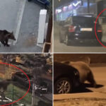 video in fiecare seara vin cosmarul romanilor din localitatile de munte ursii au revenit pe strazi animalele cauta hrana printre blocuri 69f99da3d672e