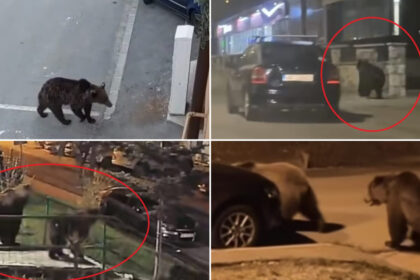video in fiecare seara vin cosmarul romanilor din localitatile de munte ursii au revenit pe strazi animalele cauta hrana printre blocuri 69f99da3d672e