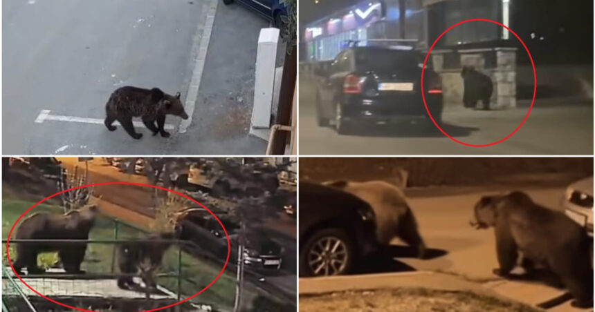video in fiecare seara vin cosmarul romanilor din localitatile de munte ursii au revenit pe strazi animalele cauta hrana printre blocuri 69f99da3d672e