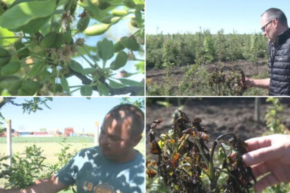 video livezi distruse de frigul de la inceputul lunii inghetul a afectat si plantatiile de stejar si frasin infiintate cu fonduri europene 69fc2f0ca5135