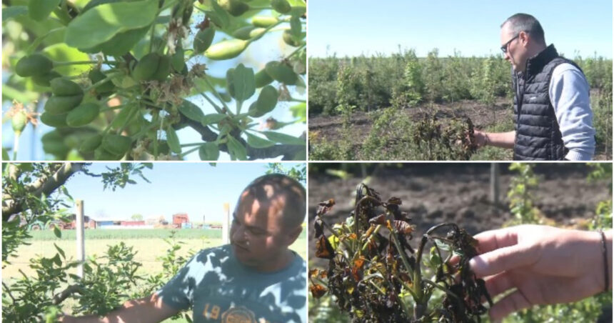 video livezi distruse de frigul de la inceputul lunii inghetul a afectat si plantatiile de stejar si frasin infiintate cu fonduri europene 69fc2f0ca5135