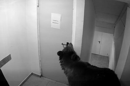 video panica in poiana brasov un urs a intrat intr un hotel la 112 i s a spus ca nu este o urgenta 6a12ada724cd4