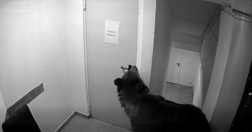 video panica in poiana brasov un urs a intrat intr un hotel la 112 i s a spus ca nu este o urgenta 6a12ada724cd4