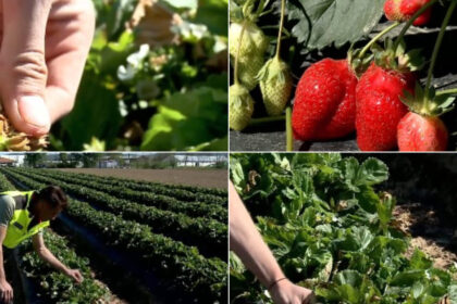 video plantele au suferit productia de capsuni romanesti afectata de capriciile vremii cu cat se vinde acum kilogramul in piete 69fd7c141b810
