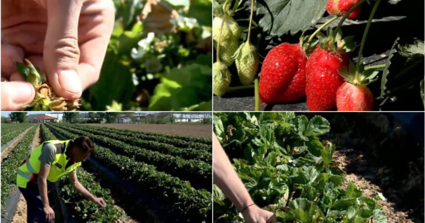 video plantele au suferit productia de capsuni romanesti afectata de capriciile vremii cu cat se vinde acum kilogramul in piete 69fd7c141b810