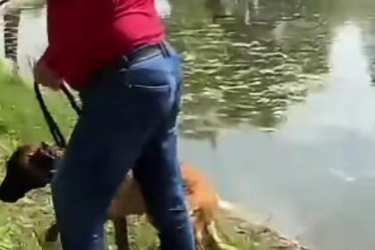 video un barbat e acuzat ca a incercat sa si inece cainele in lacul din parcul tineretului din capitala politia a deschis dosar penal 6a00665927ebf